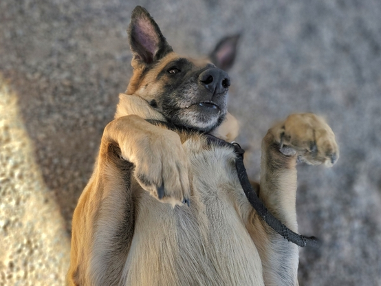 Beautiful dog.
"That face though"