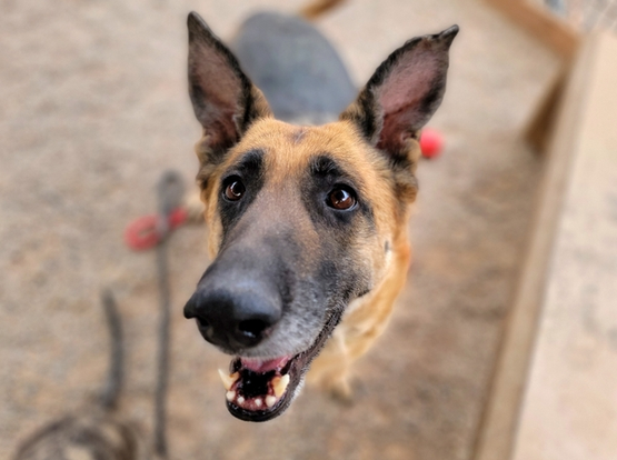 Beautiful dog.