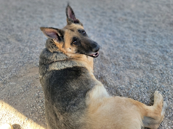 Beautiful dog.
"The happiest girl"