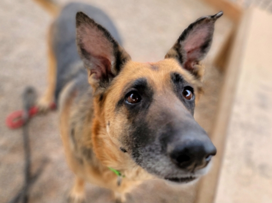Beautiful dog.
"Just a doll"