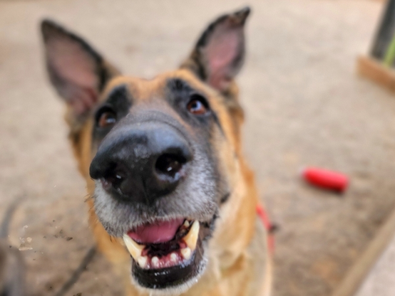 Beautiful dog.
"What a face!"