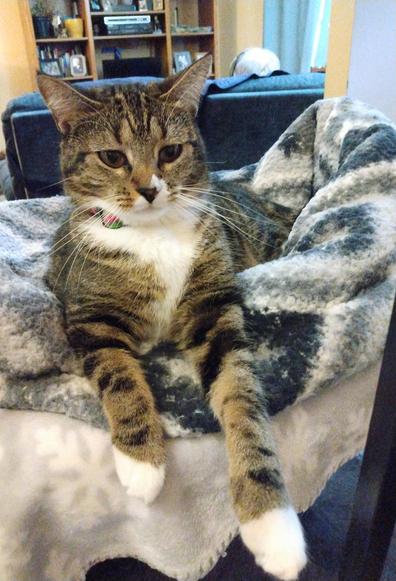 Our little tabby cat with white markings, named Pax, is lying with her head up in her nest of grey and white blankets on top of a cat tower.  Her amber-colored eyes are looking at something on the stairway next to her.  Her two striped forelegs with white mittens are hanging down over the edge of the nest of blankets.