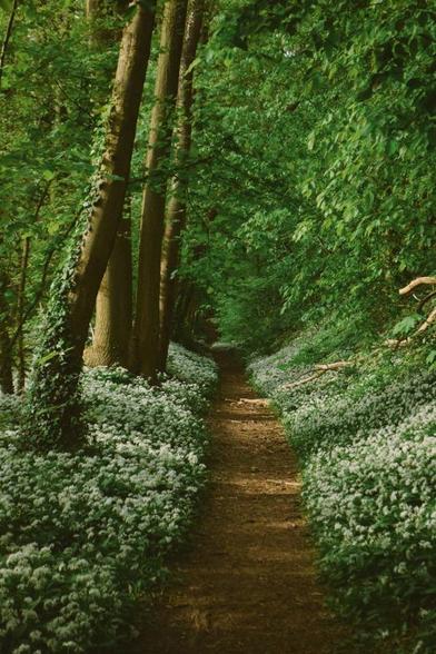 A straight narrow dirt path with abundant white wild garlic flowering in a park or forest.