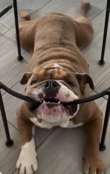 Bulldog is pictured lying on the floor inside of some sort of a round fence. His teeth are on the metal bar of the fence.