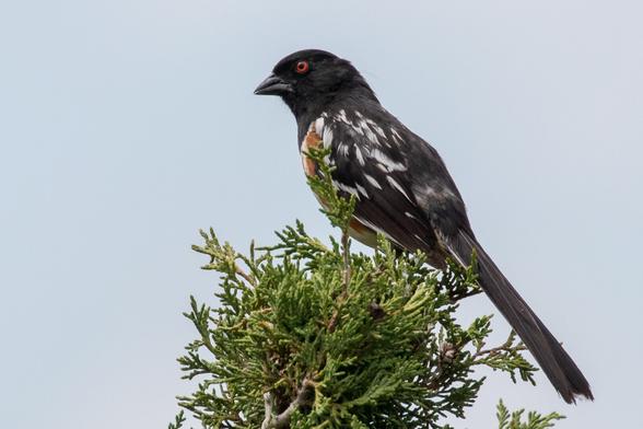 A Spotted Towhee bird perched atop an evergreen shrub.