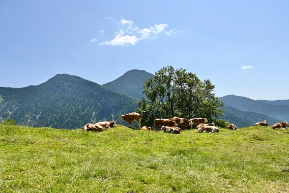 A herd of cows relaxing under a tree on a mountain meadow.