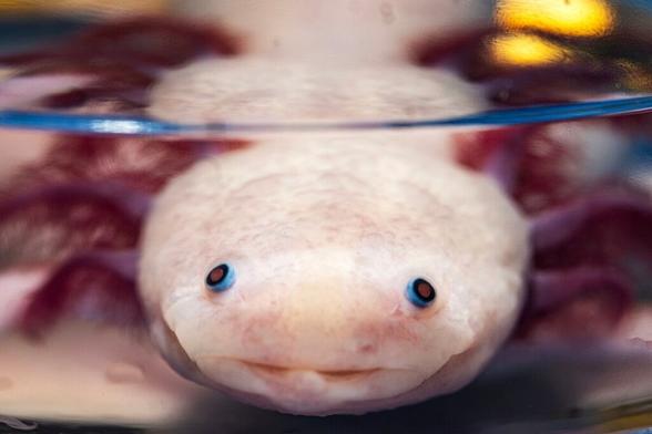 サラマンダーの四肢再生、「どこで何を再生するか」の鍵を解明 | ナショナル ジオグラフィック日本版サイト
