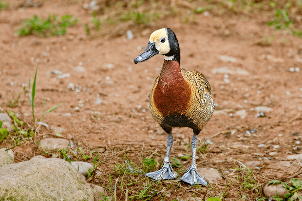 A reddish brown, white and black duck stood on its own on sandy soil with rocks and pebbles scattered here and there. There are tufts of grass in the background and foreground.