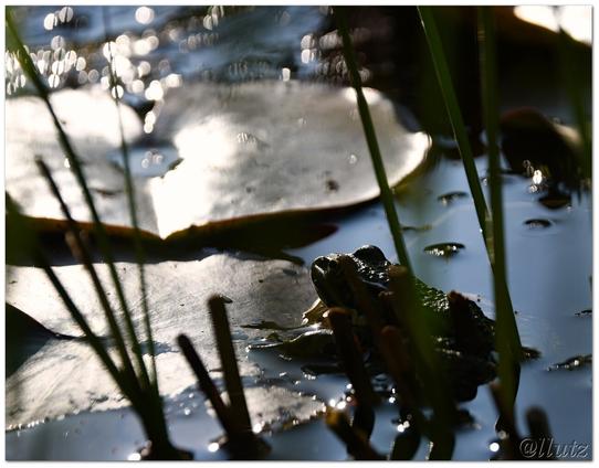 Silhouette eines Froschs mit Seerosenblättern im Teich