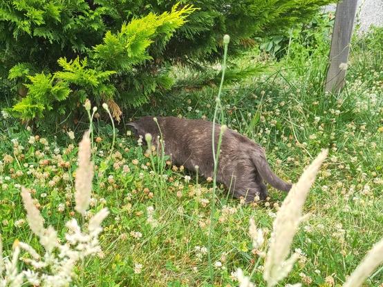 Petite chatte grise en train de chasser dans les trèfles, tête baissée dedans.