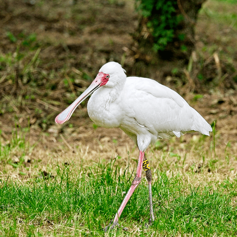 Large, long-legged white water bird with long pink legs and long, spoon-shaped bill. It's walking to the left of the frame in a patch of grass. In the background is dry scrub.