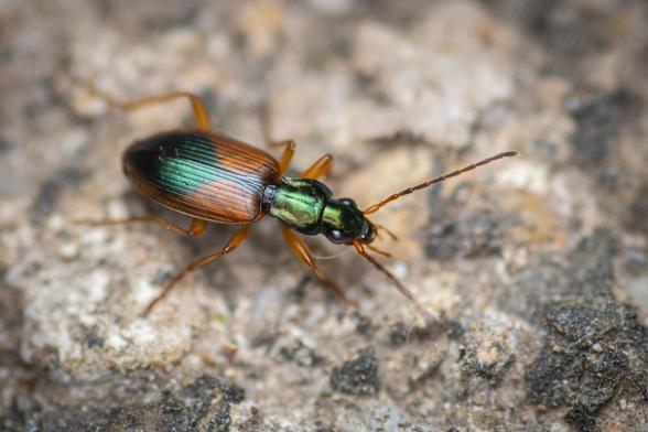 Close up shot of a tiny ground beetle