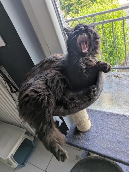 Avel sur l'arbre à chat, qui baille. Une patte est en pendant.