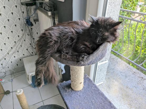 Avel, toujours la patte en pendant à cette-fois la tête posée sur le bord de l'arbre à chat.