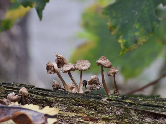In the #forest. #Funghi #mushrooms #autumn

#naturephotography #nature #photography #Berlin #TegelerForst