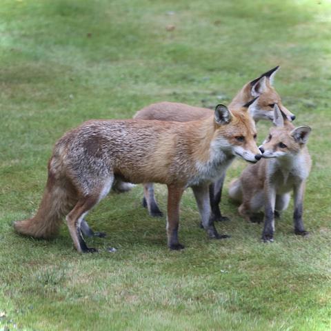 First time the Fox brought her cubs along. They are quite big already and very shy. I had to take the photo through a window hence the lower quality. I believe one of the kits is male and the other female.