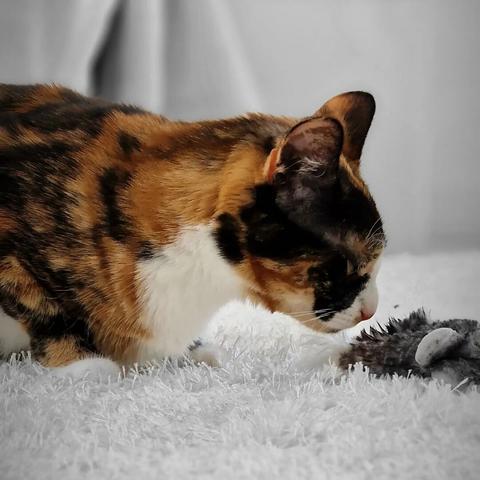 New toy… Is it alive? – Rosé 🌹

#catsofinstagram #cats #beautifulcat #cat #photography #itsacatslife 

[https://memories.brush-and-tale.com/wp-content/uploads/2024/06/358773337_242994868499886_8103564515777347014_n_18373938736053966.webp]…