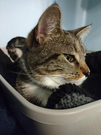 This is a profile view of Pax, our tabby cat with white markings.  She is lying on a black self-warming blanket in a plastic lid in a bathroom.  She looks pleased with herself and content.