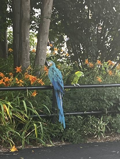 two parrots — one who is teal and blue, one  who is yellow and green — relaxing on a railing in Brooklyn Bridge Park