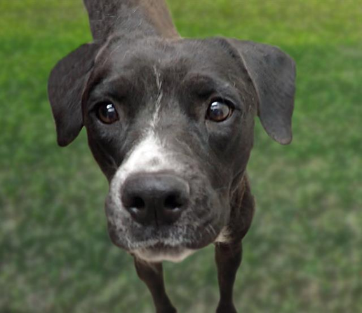 Beautiful dog