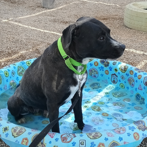 Beautiful dog in a kiddie pool.
"Sweet girl cooling off in the pool!"