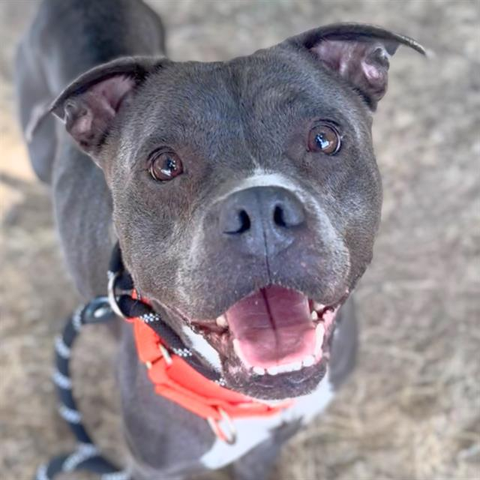 Beautiful dog
