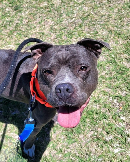 Beautiful dog
"Best walk with my Kennelmate today. Meet this mini sweetheart today!"