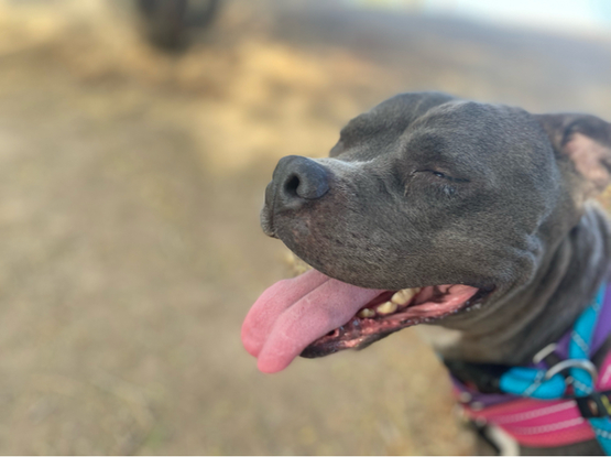 Beautiful dog
"Because I’m happy"