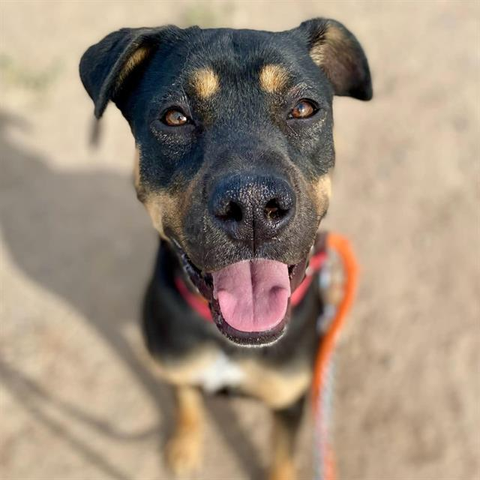 Beautiful dog