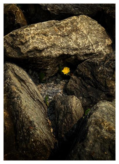 An eastern prickly pear cactus (Opuntia humifusa) with a single yellow bloom grows in a shadowy crevice surrounded by large rocks. Sunlight illuminates the flower and the textured upper surfaces of the rocks while casting their undersides into deep shade.