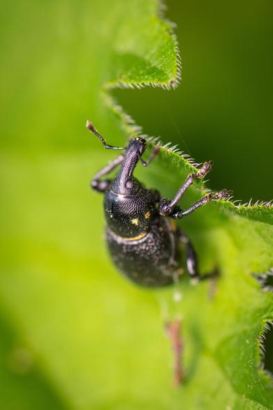 Close up shot of a black weevil on a green leaf