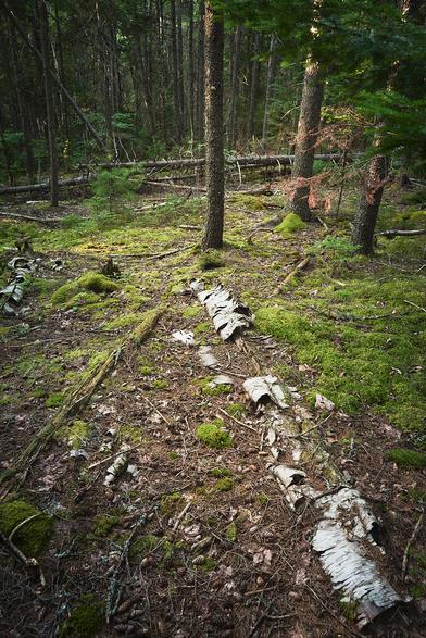 Forest floor with moss, fallen branches, and tree trunks, dappled in sunlight.