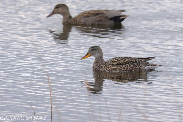 Two ducks swim in calm water, with one in the foreground and the other slightly out of focus in the background. Grasses are visible at the water's edge.