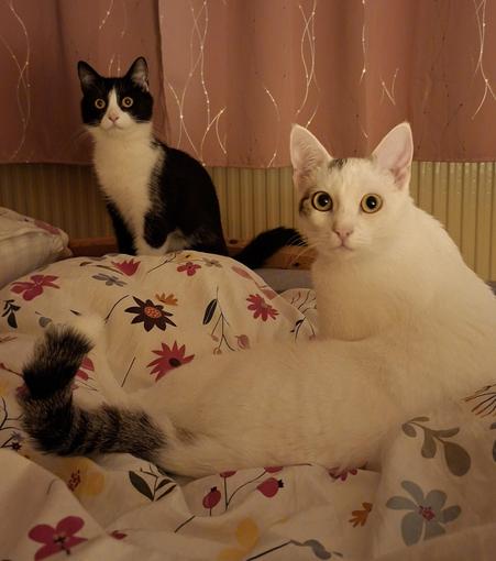 Schwarz weisse und weisse katze sitzen und liegenauf einer weissbunten blümchenbettdecke