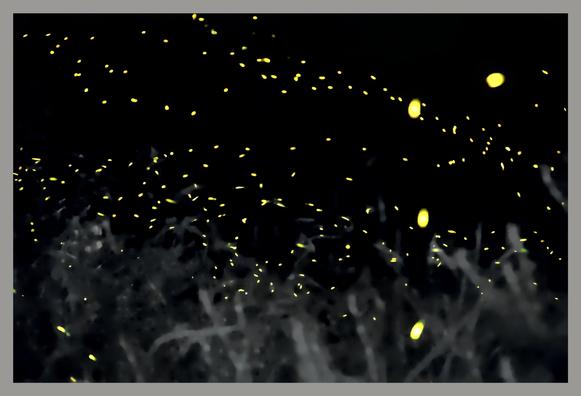 a cloud of yellow firefly lights in a dark landscape.