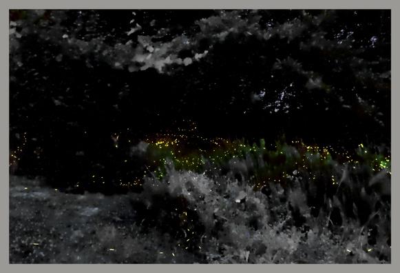 a cloud of yellow firefly lights in a dark garden