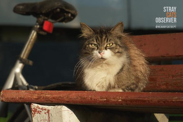 Fluffy tabby cat sits on bench near bicycle