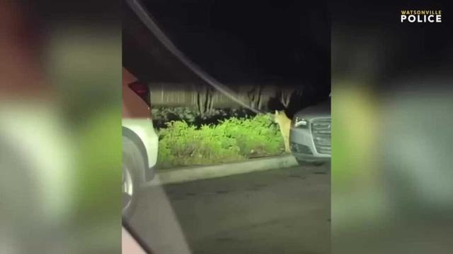 Mountain lion spotted in Watsonville