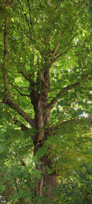 Tronc massif d’un marronnier aux reflets mordorés, étirant ses bras noueux vers la lumière à travers un épais feuillage d’un vert éclatant. L’arbre semble veiller, sage et solide, au cœur d’un écrin végétal