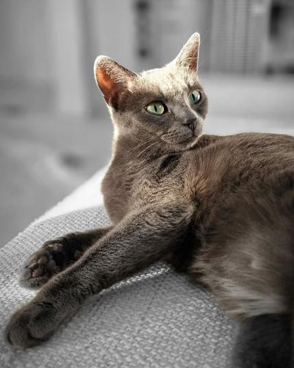 Sunlit â – Koko 🐈

#catsofinstagram #cats #beautifulcat #cat #photography #itsacatslife 

[https://memories.brush-and-tale.com/wp-content/uploads/2024/06/359311850_1013617969810006_8935979619057428576_n_18022860661588979.webp]…