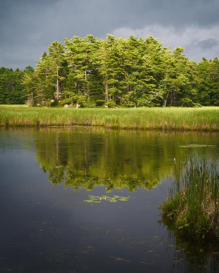 A line of bright green pine trees reflected in still lake water, with marsh grasses along the shoreline under a dramatic stormy sky.