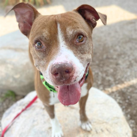 Beautiful dog