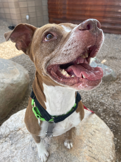 Beautiful dog