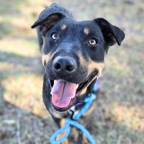 Beautiful dog