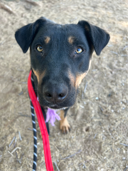 Beautiful dog