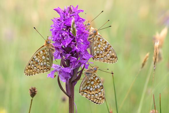 vier wit-oranje geblokte vlinders op een orchidee
