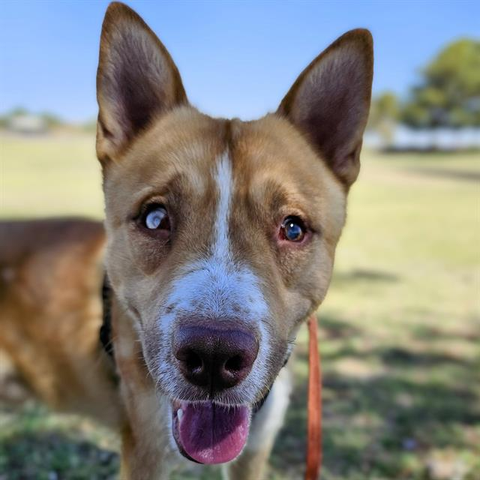 Beautiful dog