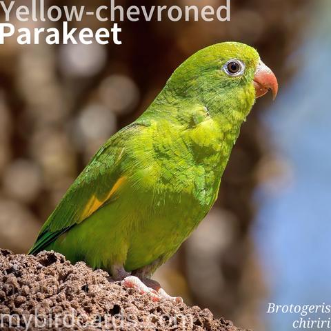 🌎 Yellow-chevroned parakeet (Brotogeris chiriri) 

The yellow-chevroned parakeet is a small, pale green bird with a pointed tail. It has distinct yellow markings (chevrons) on its wings, which are visible both at rest and in flight, and dark blue wingtips.

Native to tropical South America (central Brazil to northern Argentina), it has established feral populations in urban areas of Florida and California due to escaped pets.

These highly social parakeets often form noisy, communal roosts and small, chattering flocks. They feed primarily on seeds and fruits, adapting to blossoms and nectar in feral populations. They nest in tree cavities or dead palm fronds. 2.5 Flash (Edited) 

Conservation status: Least Concern (IUCN 3.1)

📷: Photo by Bergheimatfilm via Pixabay 
https://pixabay.com/photos/bird-parakeet-parrot-9170927/

FJQT