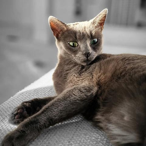 Happy #Caturday â¤ï¸ – Koko 🐈

#catsofinstagram #cats #beautifulcat #cat #photography #itsacatslife 

[https://memories.brush-and-tale.com/wp-content/uploads/2024/06/360014757_839691701111722_9027784987294482994_n_17914878722779900.webp]…