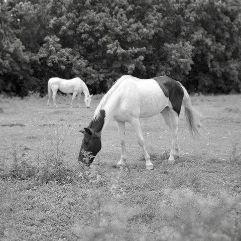 A black and white film photo. Two horses in a field are having lunch in the afternoon sun near Manor, Texas. Sunday, June 22, 2025.